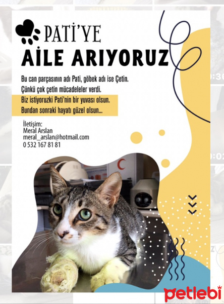 Tekir Kedi, Kedi  Pati fotoğrafı