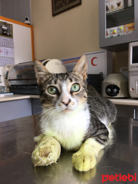 Tekir Kedi, Kedi  Pati fotoğrafı