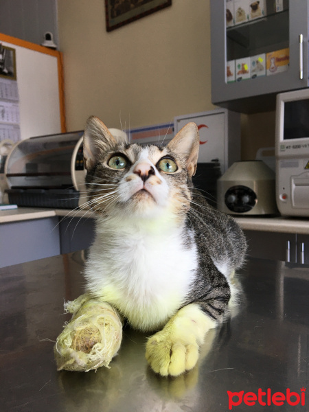 Tekir Kedi, Kedi  Pati fotoğrafı