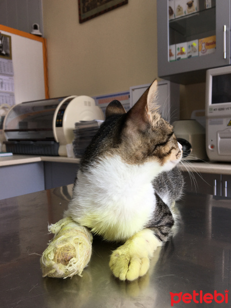 Tekir Kedi, Kedi  Pati fotoğrafı