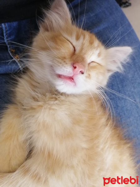 Tekir Kedi, Kedi  Hera fotoğrafı
