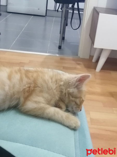 Tekir Kedi, Kedi  Hera fotoğrafı