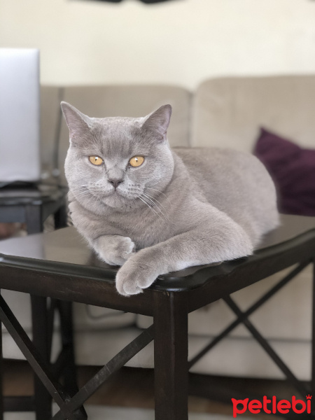 British Shorthair, Kedi  Bulut fotoğrafı
