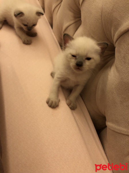 Siyam Kedisi, Kedi  Milka fotoğrafı