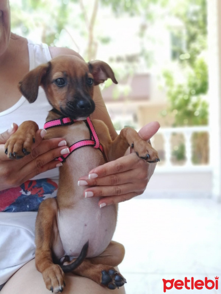 Sokö (Sokak Köpeği), Köpek  Loli fotoğrafı