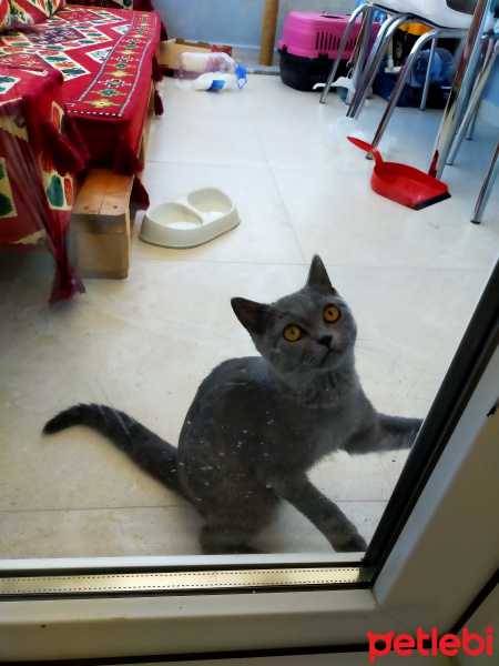 British Shorthair, Kedi  mia fotoğrafı