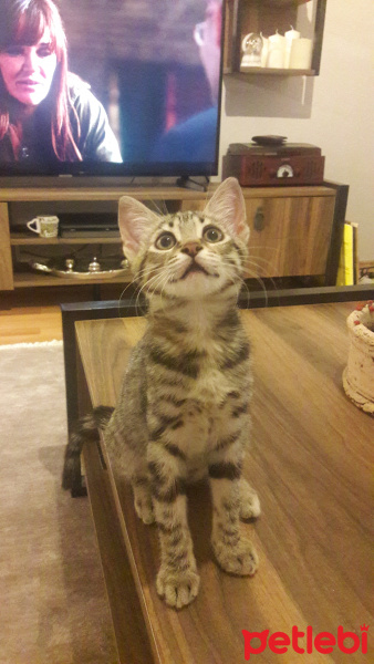 Tekir Kedi, Kedi  Merry fotoğrafı