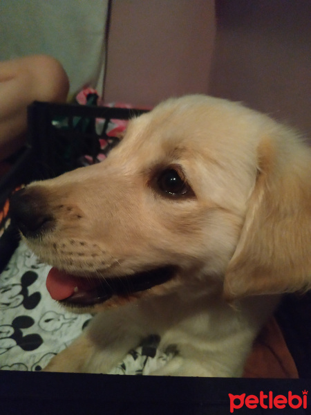 Golden Retriever, Köpek  Liza fotoğrafı