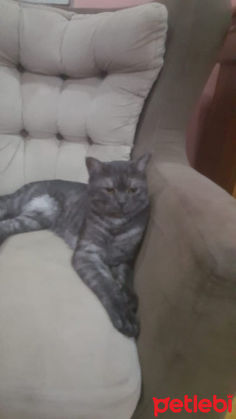 Scottish Fold, Kedi  Hürrem fotoğrafı