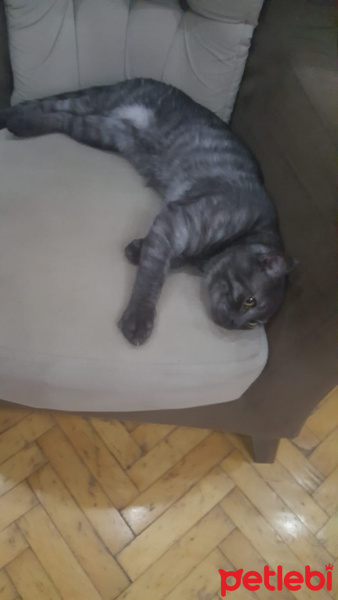 Scottish Fold, Kedi  Hürrem fotoğrafı