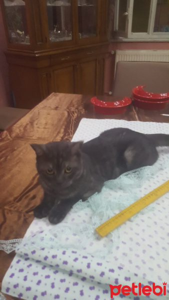 Scottish Fold, Kedi  Hürrem fotoğrafı