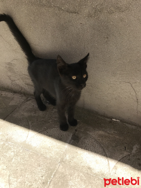 Tekir Kedi, Kedi  Badem fotoğrafı