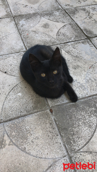 Tekir Kedi, Kedi  Badem fotoğrafı