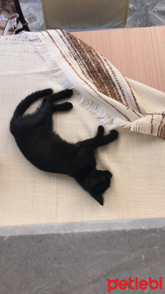 Tekir Kedi, Kedi  Badem fotoğrafı