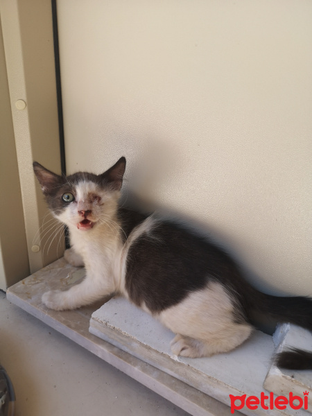Tuxedo (Smokin) Kedi, Kedi  Loki fotoğrafı