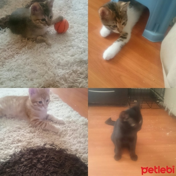 Tekir Kedi, Kedi  KÜÇÜK AFACANLAR fotoğrafı