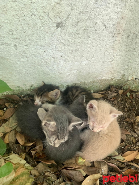 Tekir Kedi, Kedi  Tekir fotoğrafı
