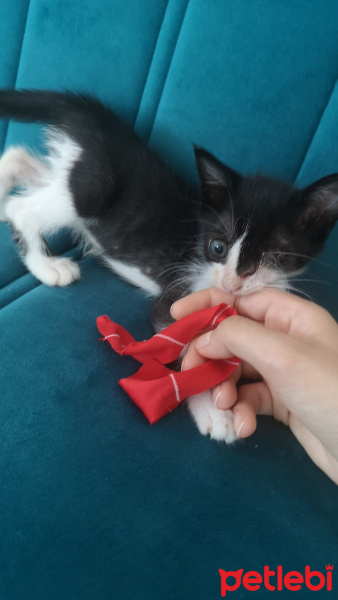 Tuxedo (Smokin) Kedi, Kedi  Lydia fotoğrafı