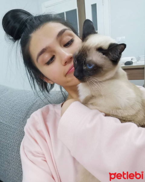Siyam Kedisi, Kedi  Lucy fotoğrafı
