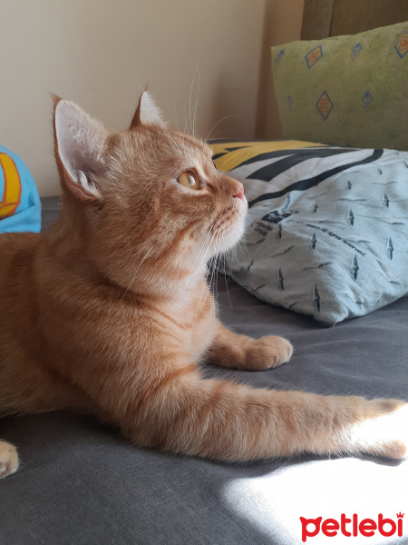 İran Kedisi (Persian), Kedi  Paşam fotoğrafı