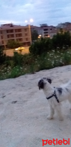 Glen of Imaal Terrier, Köpek  ŞANS fotoğrafı