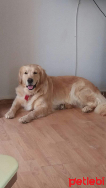 Golden Retriever, Köpek  Bia fotoğrafı