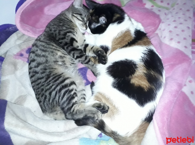 Tekir Kedi, Kedi  Eva ve Tosun fotoğrafı