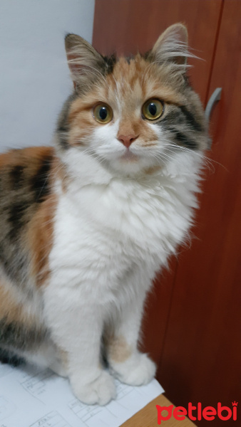 Tekir Kedi, Kedi  Prenses fotoğrafı