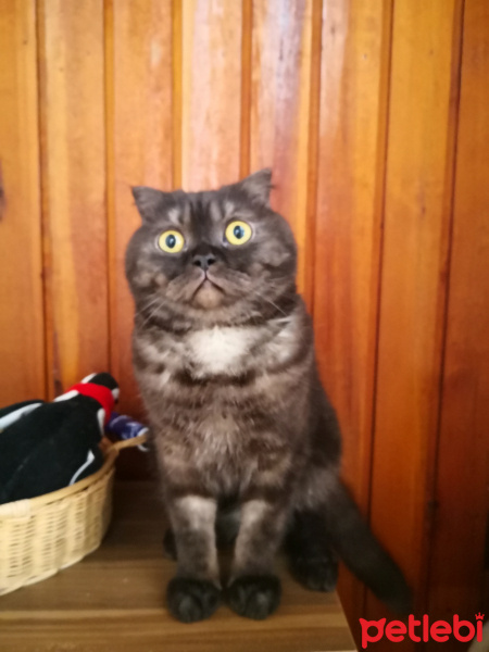 Scottish Fold, Kedi  Sherlock fotoğrafı