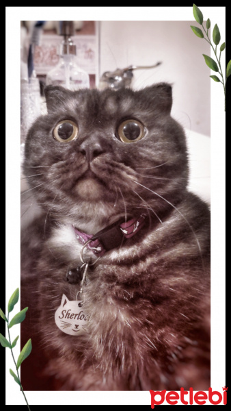 Scottish Fold, Kedi  Sherlock fotoğrafı