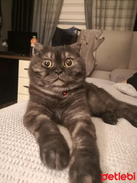 Scottish Fold, Kedi  Sherlock fotoğrafı