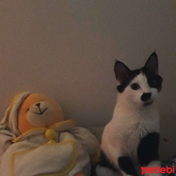 Tuxedo (Smokin) Kedi, Kedi  Petra fotoğrafı