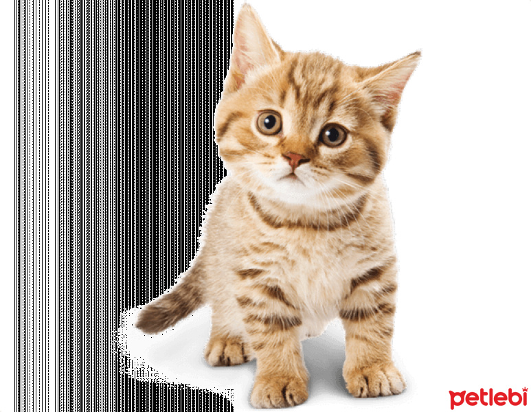 Chartreux, Kedi  test fotoğrafı