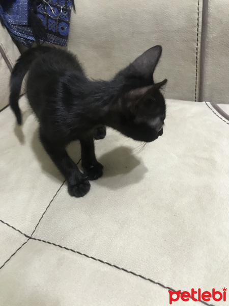 Tekir Kedi, Kedi  Luna fotoğrafı