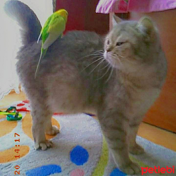 British Shorthair, Kedi  İnci Pati fotoğrafı