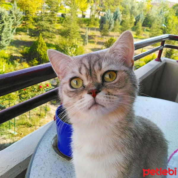 British Shorthair, Kedi  İnci Pati fotoğrafı