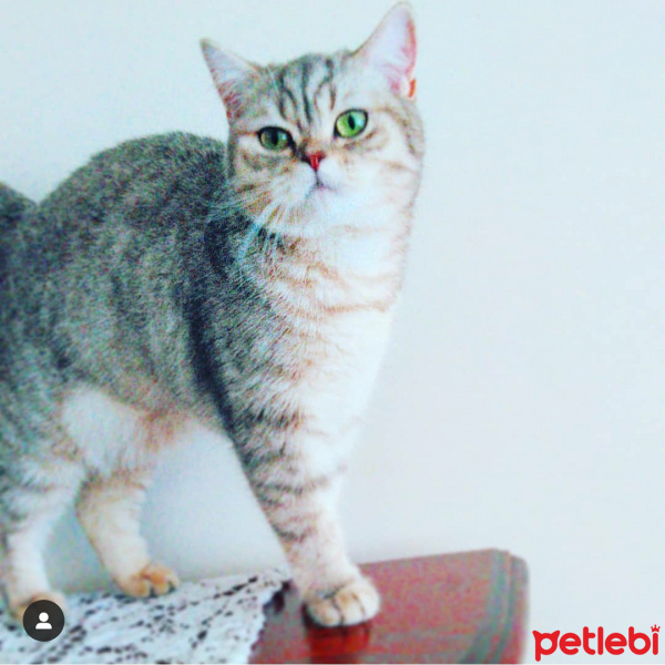 British Shorthair, Kedi  İnci Pati fotoğrafı