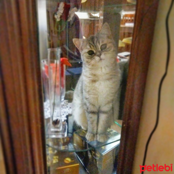 British Shorthair, Kedi  İnci Pati fotoğrafı
