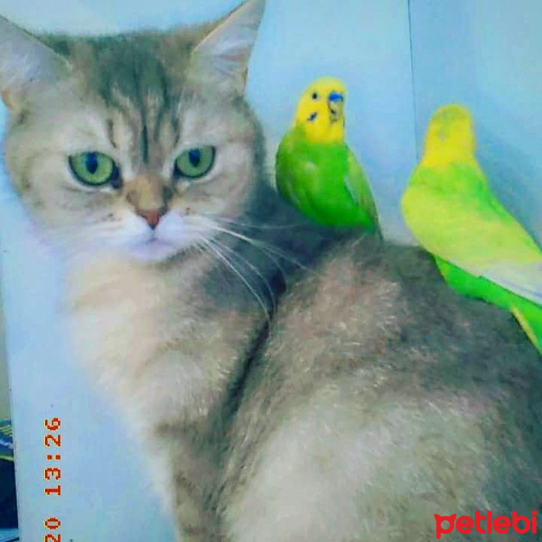 British Shorthair, Kedi  İnci Pati fotoğrafı