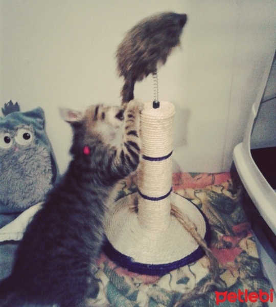 Tekir Kedi, Kedi  hamur fotoğrafı