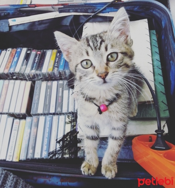 Tekir Kedi, Kedi  hamur fotoğrafı