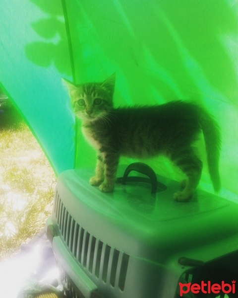 Tekir Kedi, Kedi  hamur fotoğrafı