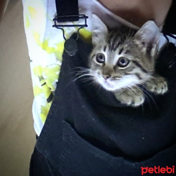 Tekir Kedi, Kedi  hamur fotoğrafı