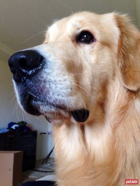 Golden Retriever, Köpek  Paşa fotoğrafı