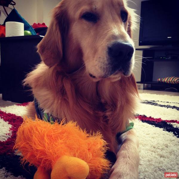 Golden Retriever, Köpek  Paşa fotoğrafı