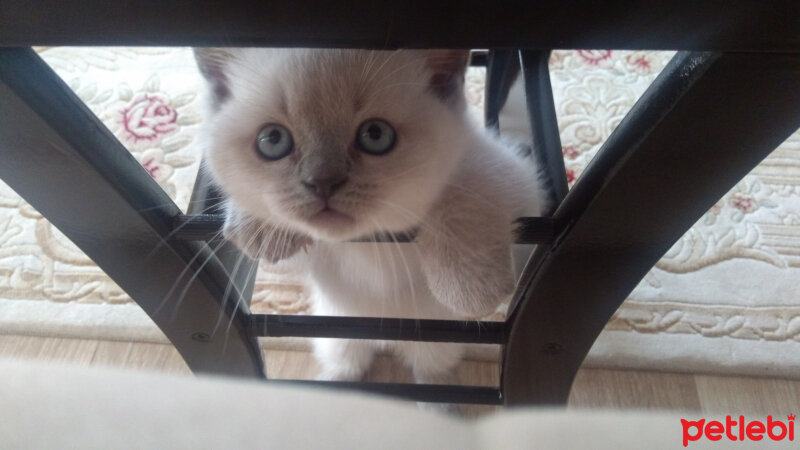 British Shorthair, Kedi  Bulut fotoğrafı