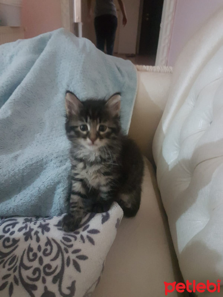 Tekir Kedi, Kedi  isimsiz fotoğrafı