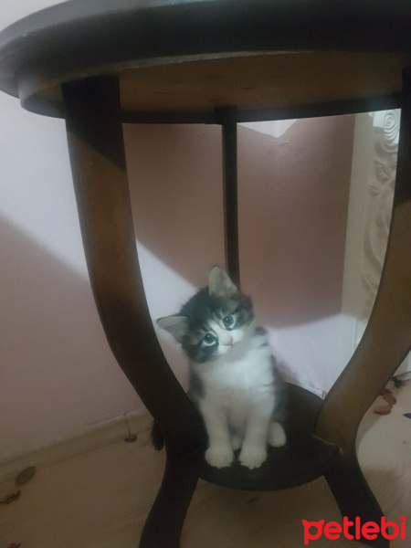 Tekir Kedi, Kedi  isimsiz fotoğrafı