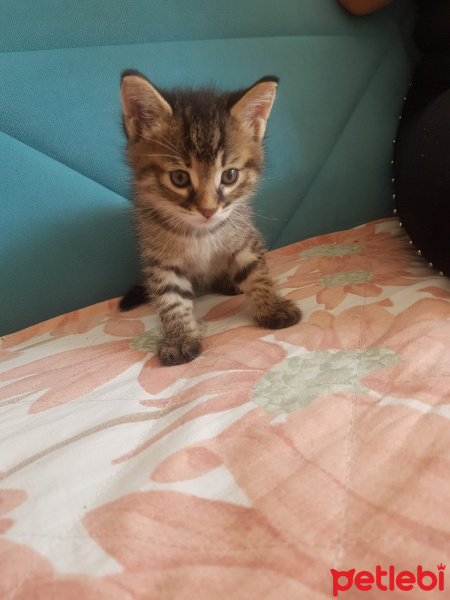 Tekir Kedi, Kedi  isimsiz fotoğrafı