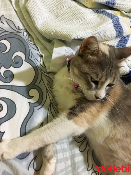 Tekir Kedi, Kedi  Mırmır fotoğrafı